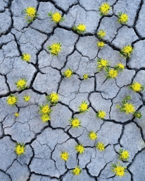 desert-flowers-larry-marshall